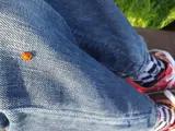 Ladybird on jeans